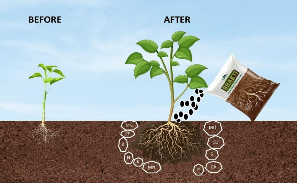 after and before result of using fertilizer