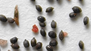 carnivorous plant seeds