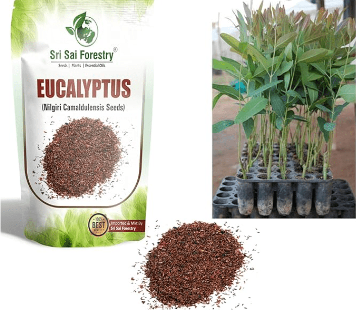 choosing high-quality eucalyptus seeds.