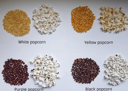 choosing high-quality popcorn seeds.