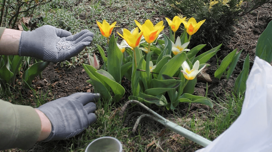 fertilizing