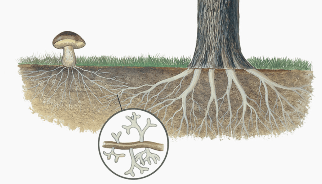 mashroom growing