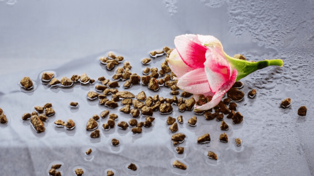 hollyhock plant seeds