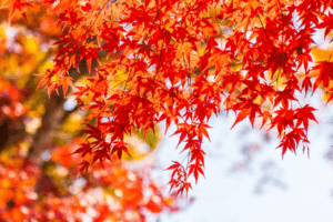 japanese-maple-tree