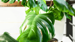 monstera leaves curling