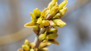 mullein plant seeds