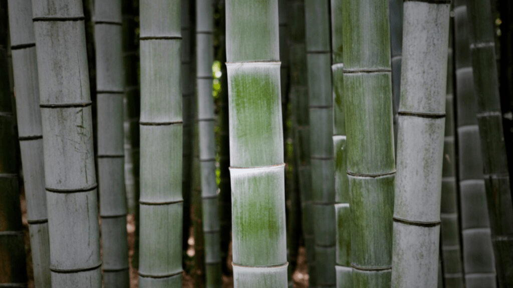 non invasive bamboo plants