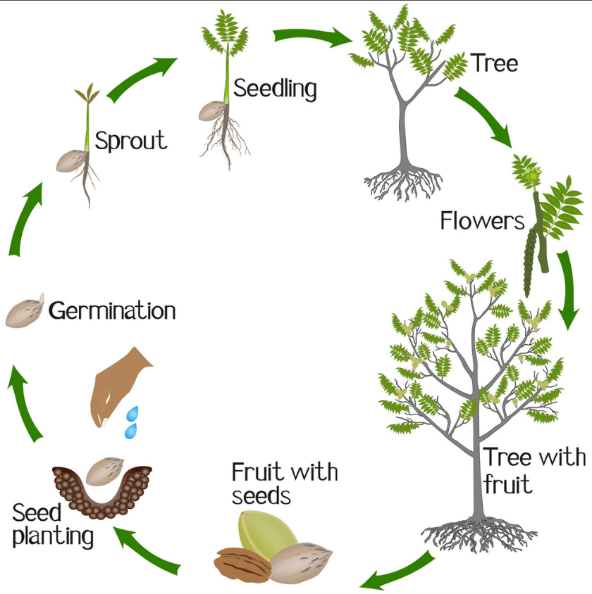 anatomy of pecan tree