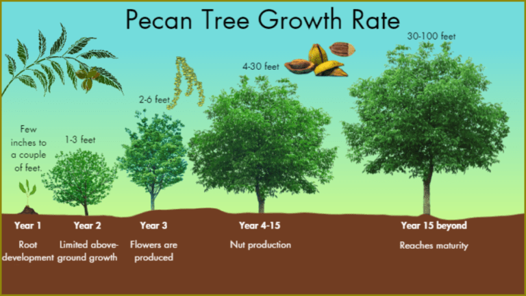 Pecan Tree Root System: Growth, Depth, and Care Tips