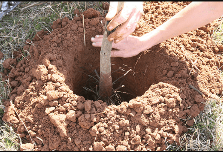 pean tree root system