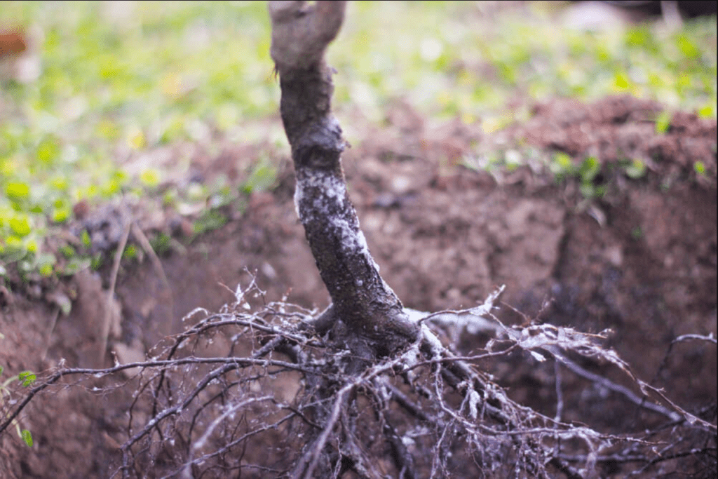 root of pecan tree