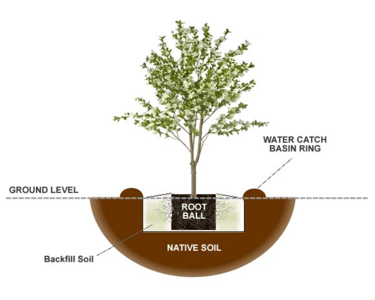 root system of pecan tree