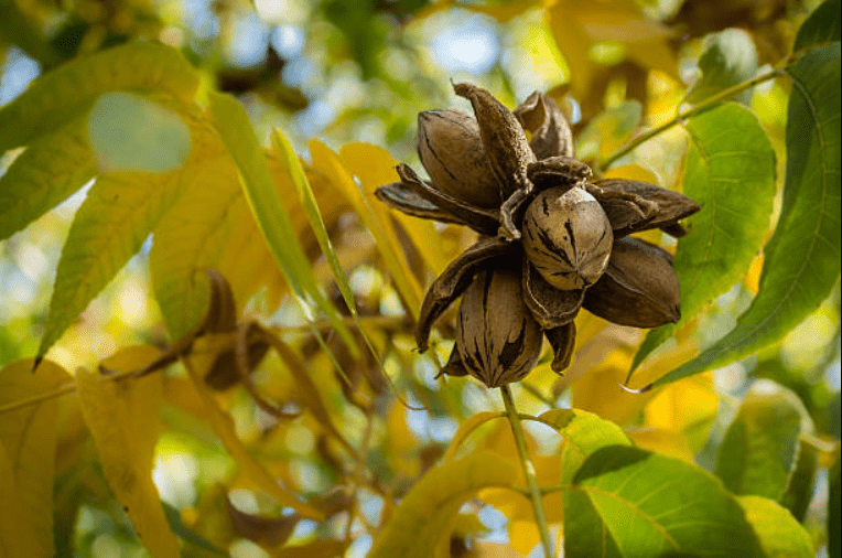 pecan nut