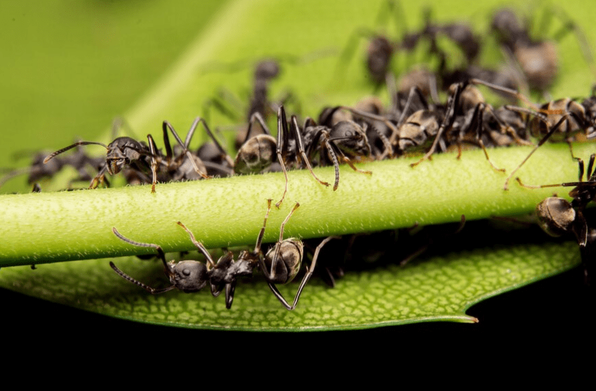 pests and diseases affecting wasabi and strategies