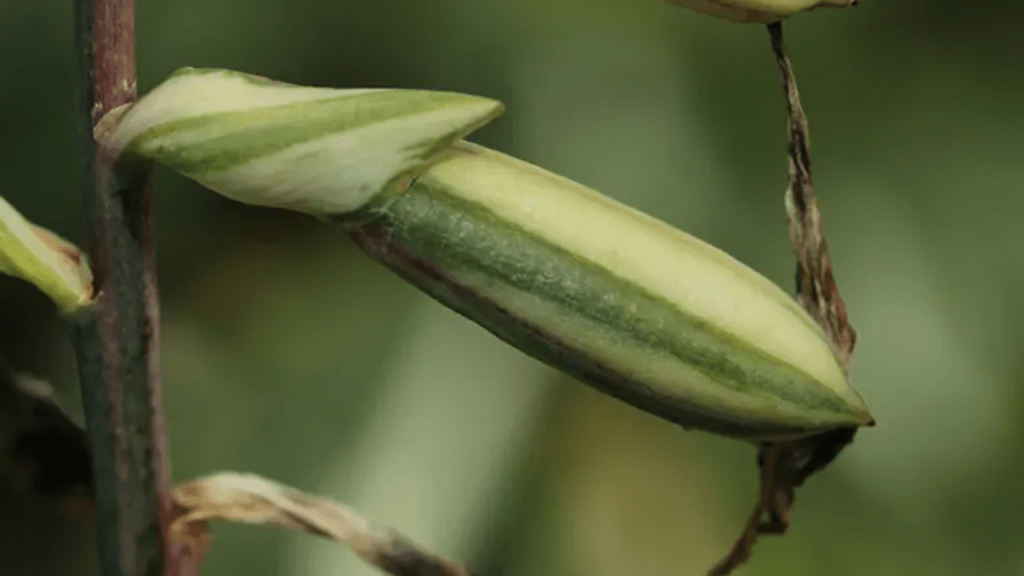 plant hosta seeds