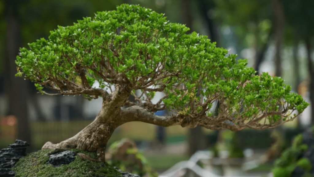 planting bonsai seeds