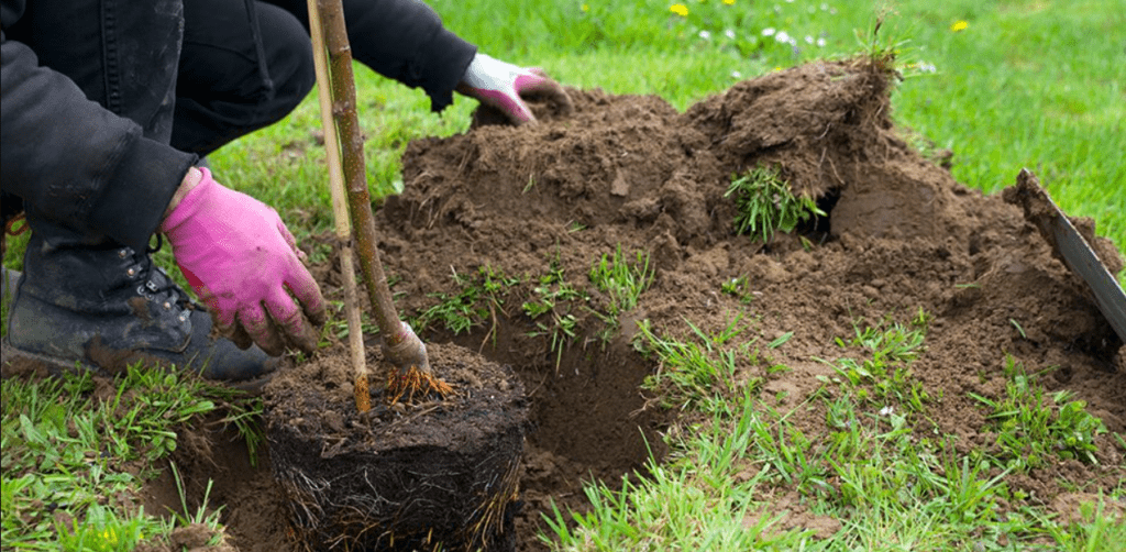 planting tree with pink color gloves