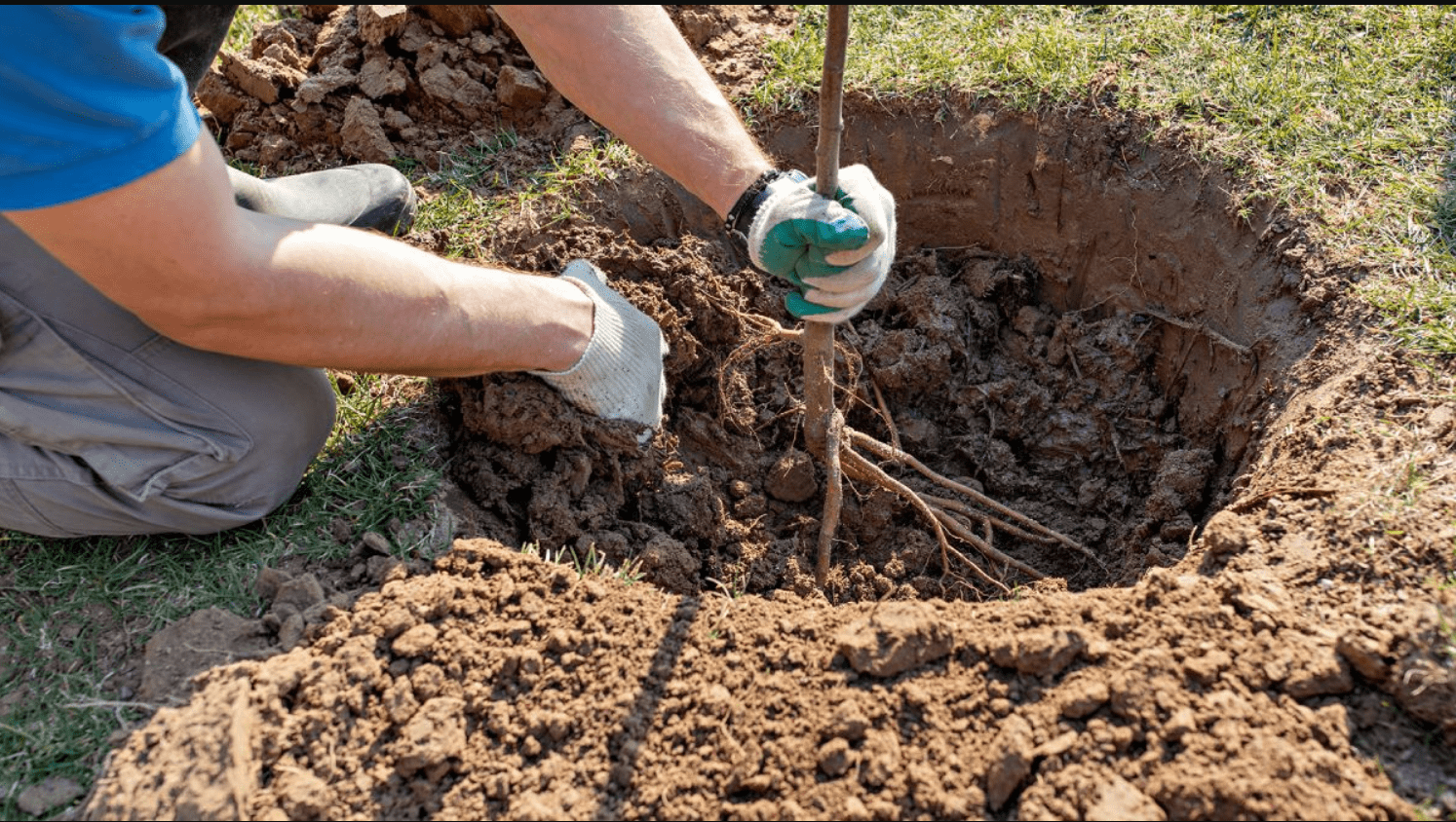 Trees with Small Root Systems: Best Choices for Your Garden