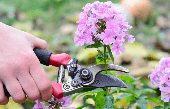 pruning and maintaining