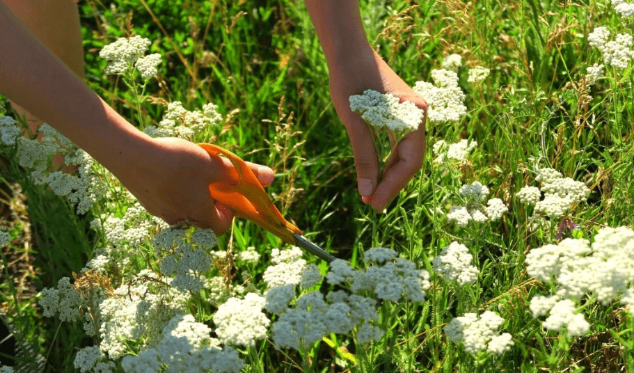 pruning and maintaining