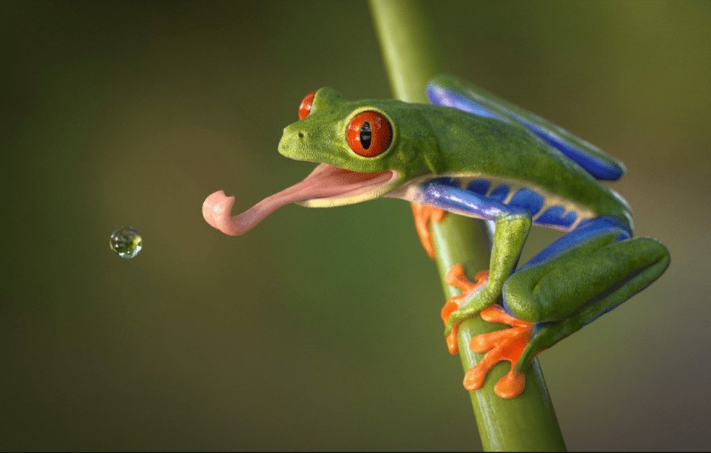 red eyed frog eating water