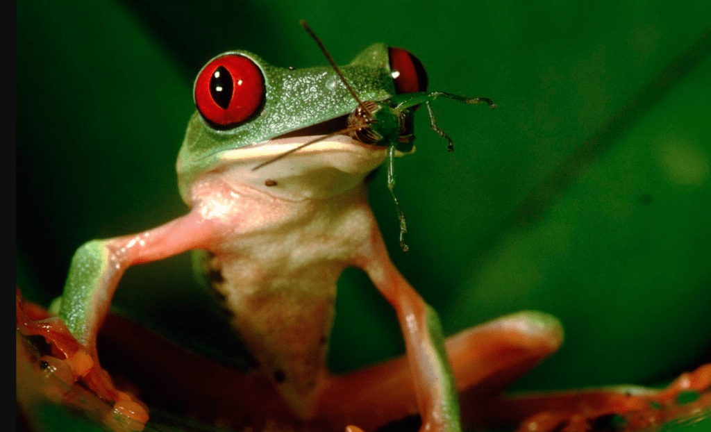  red eyed frog eating flys