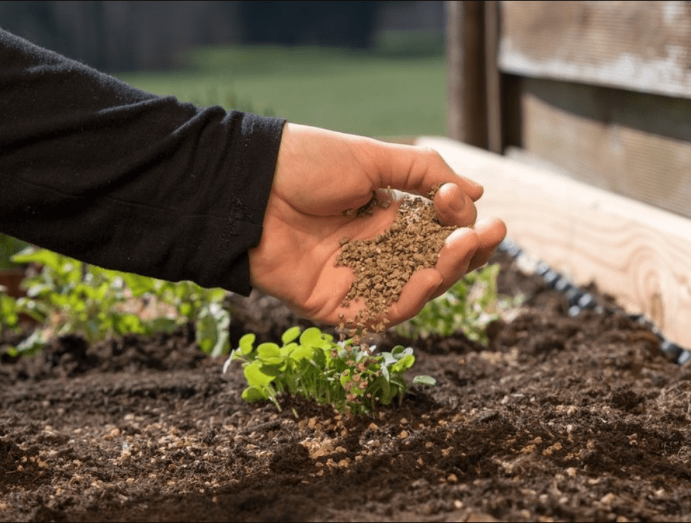 fertilizing the plant 