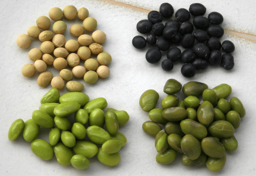 selecting high-quality edamame seeds