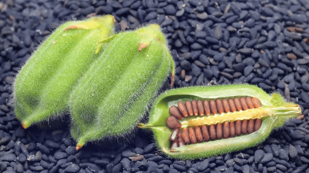 sesame plant seeds