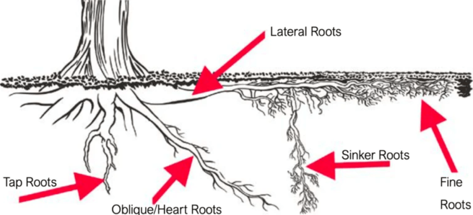 shallow root system 