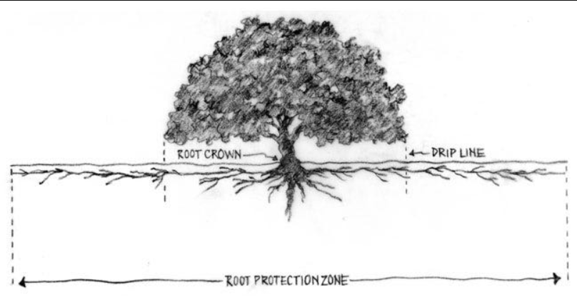 tree's shallow root system