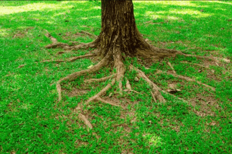 a tree with shallow root