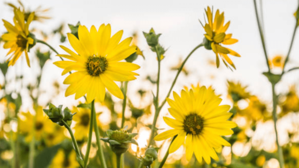 silphium plant seed