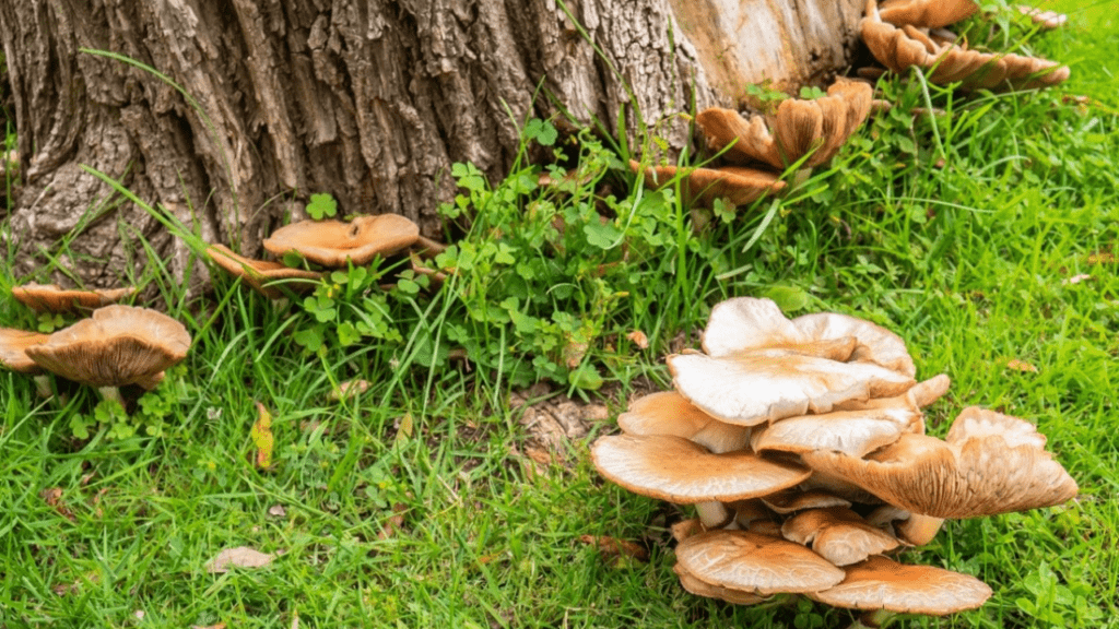 tree root mashroom