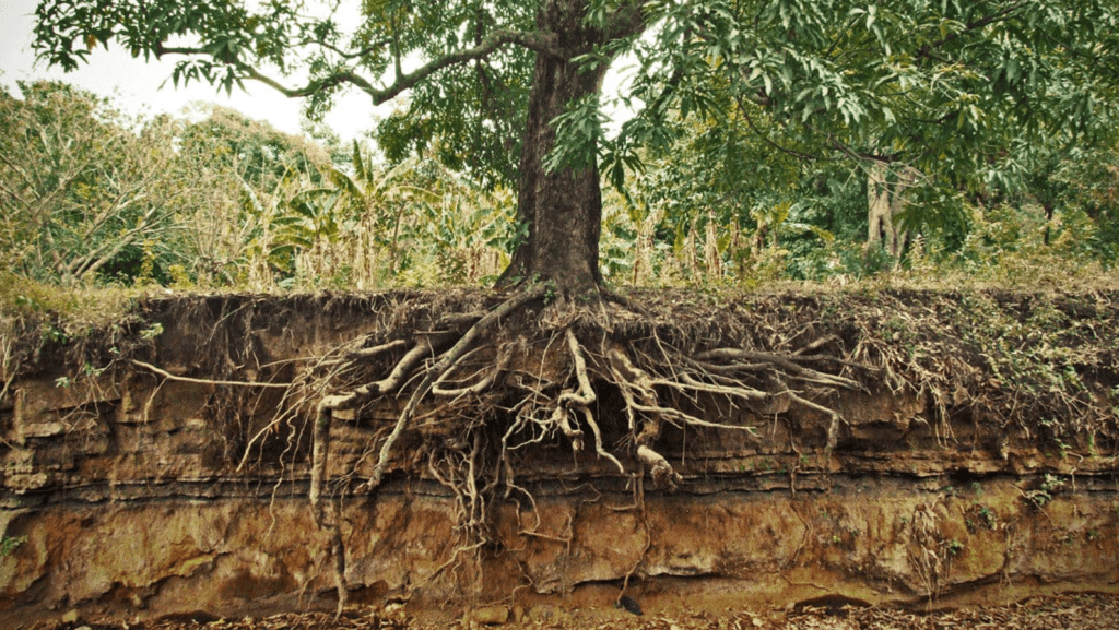 tree with shallow root