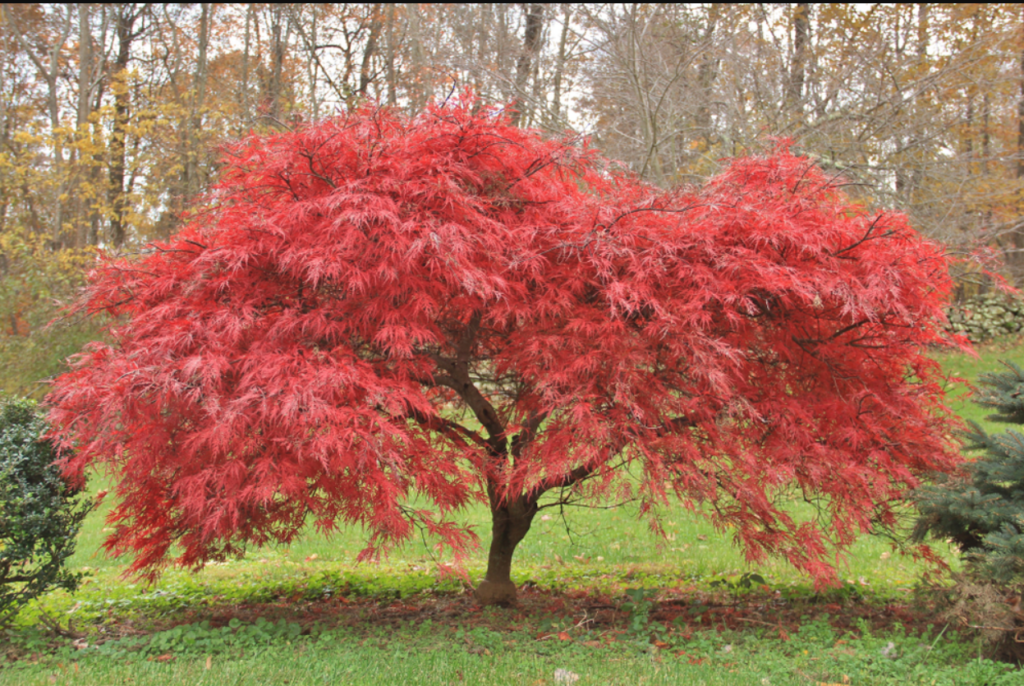 trees with small root systems