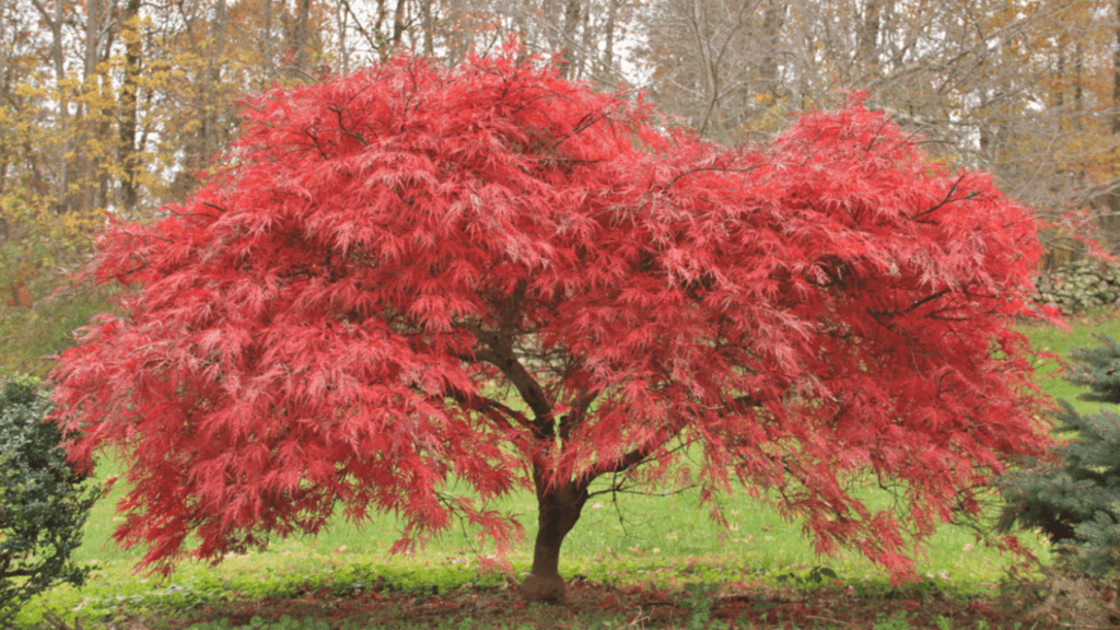 trees with small root systems