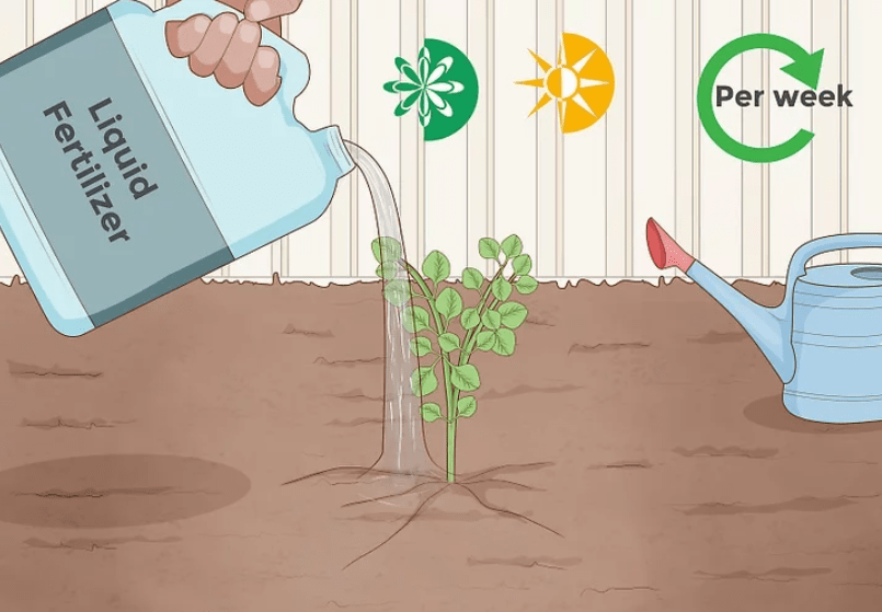 watering, fertilizing, and pruning