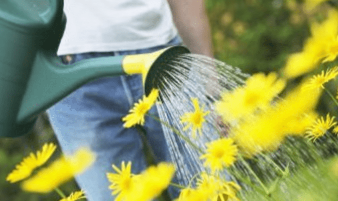 watering, fertilizing