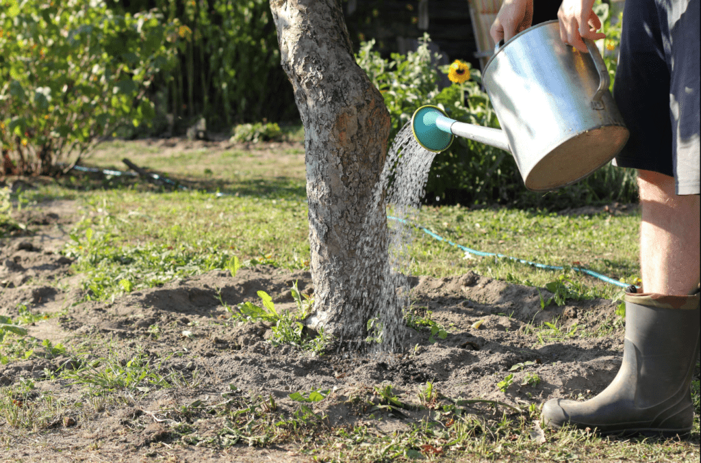 some one is watering a tree