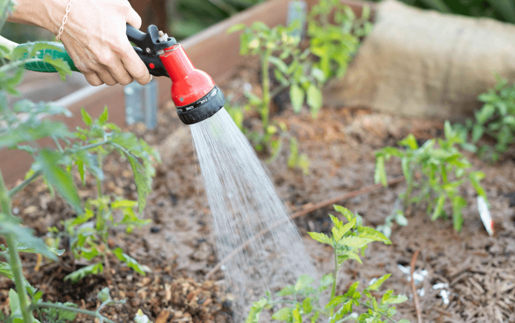 watering the plants