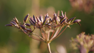 yarrow plant seeds