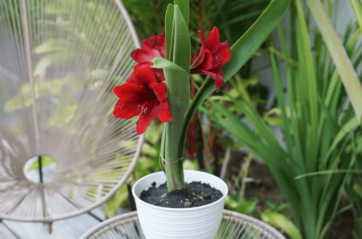 Amaryllis Care During Growth