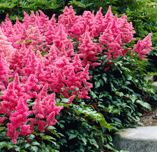 pink flower