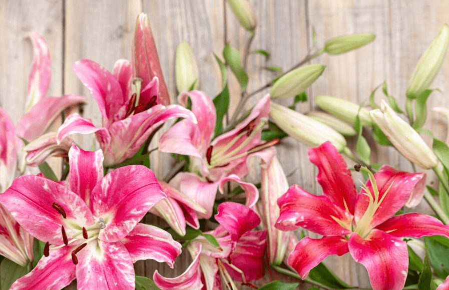 Benefits of Growing Alstroemerias