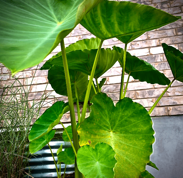 Benefits of Growing Colocasia