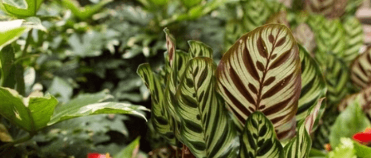 Benefits of Having a Calathea