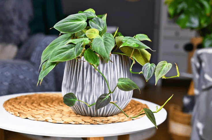 Benefits of Vining House Plants