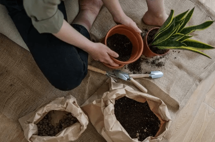 Best soil mix for moon cactus