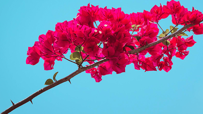 Bougainvillea